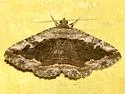Zaleops umbrina - Hodges#8677 - photo 2