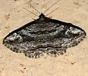 Zaleops umbrina - Hodges#8677 - photo 3