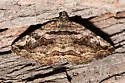 Zaleops umbrina - Hodges#8677 - photo 4