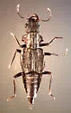 Zalobius spinicollis