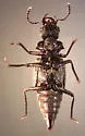 Zalobius spinicollis - photo 2