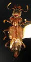 Zalobius spinicollis - photo 3