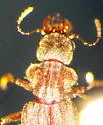 Zalobius spinicollis - photo 4