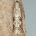 Zamagiria australella - Hodges#5737