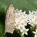 Zamagiria australella - Hodges#5737 - photo 2