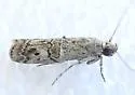 Zamagiria australella - Hodges#5737 - photo 5