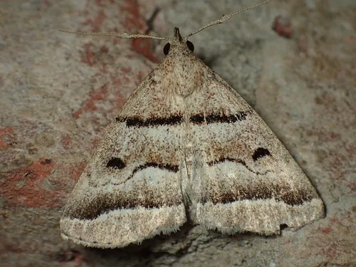 Zanclognatha atrilineella - Hodges#8346