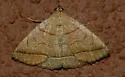 Early Zanclognatha - Hodges#8351 - photo 2