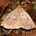 Early Zanclognatha - Hodges#8351 - photo 3
