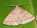 Early Zanclognatha - Hodges#8351 - photo 4