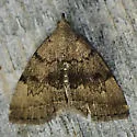 Zanclognatha dentata - Hodges#8349.1