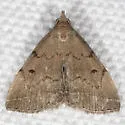 Zanclognatha dentata - Hodges#8349.1 - photo 2