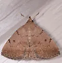 Zanclognatha dentata - Hodges#8349.1 - photo 3