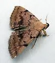 Zanclognatha dentata - Hodges#8349.1 - photo 4