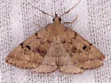 Zanclognatha dentata - Hodges#8349.1 - photo 5