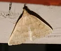 Wavy-lined Zanclognatha - Hodges#8353