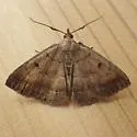 Wavy-lined Zanclognatha - Hodges#8353 - photo 3