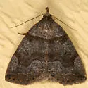 Variable Zanclognatha - Hodges#8345