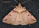 Variable Zanclognatha - Hodges#8345 - photo 5