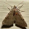 Lettered Zanclognatha - Hodges#8340
