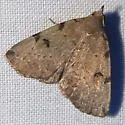 Lettered Zanclognatha - Hodges#8340 - photo 2