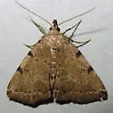 Lettered Zanclognatha - Hodges#8340 - photo 3