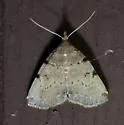 Lettered Zanclognatha - Hodges#8340 - photo 4