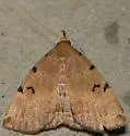 Lettered Zanclognatha - Hodges#8340 - photo 5