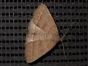Yellowish Zanclognatha - Hodges#8352