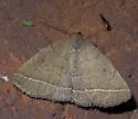Yellowish Zanclognatha - Hodges#8352 - photo 2