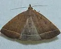 Yellowish Zanclognatha - Hodges#8352 - photo 4