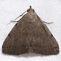 Zanclognatha martha - Hodges#8350
