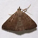 Zanclognatha martha - Hodges#8350 - photo 2