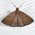 Zanclognatha martha - Hodges#8350 - photo 3