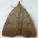 Zanclognatha martha - Hodges#8350 - photo 5