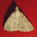 Zanclognatha new species - Hodges#8343.1 - Zanclognatha n-sp