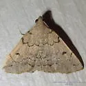 Zanclognatha new species - Hodges#8343.1 - photo 2