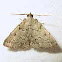 Zanclognatha new species - Hodges#8343.1 - photo 3
