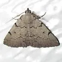 Zanclognatha new species - Hodges#8343.1 - photo 4