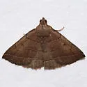 Dark Zanclognatha - Hodges#8347 - Zanclognatha obscuripennis