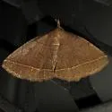 Dark Zanclognatha - Hodges#8347 - photo 2