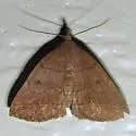Dark Zanclognatha - Hodges#8347 - photo 3
