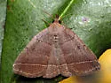 Dark Zanclognatha - Hodges#8347 - photo 4