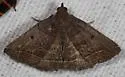 Dark Zanclognatha - Hodges#8347 - photo 5