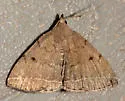 Zanclognatha protumnusalis - Hodges#8349 - photo 4