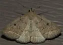 Zanclognatha protumnusalis - Hodges#8349 - photo 5