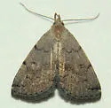 Zanclognatha theralis - Hodges#8341 - Zanclognatha theralis