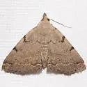 Zanclognatha theralis - Hodges#8341 - photo 3
