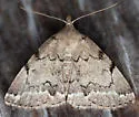 Zanclognatha theralis - Hodges#8341 - photo 4