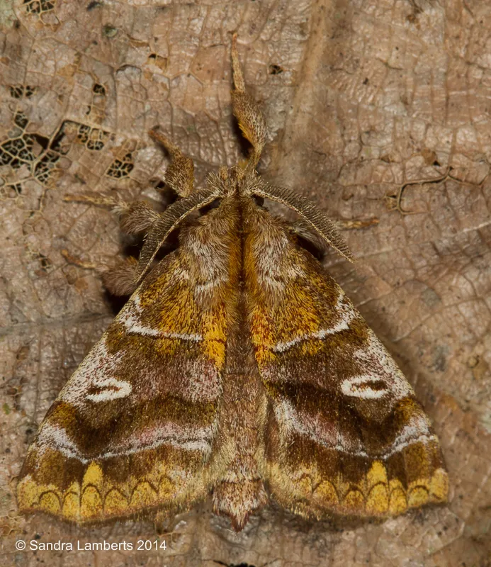 Zanola verago - photo 2